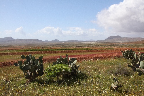 Fuerteventura_2011_12.jpg